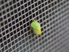 Spissistilus festinus