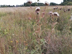 Cirsium decussatum