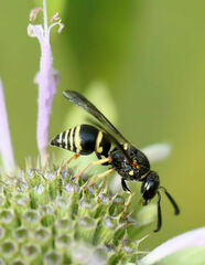 Euodynerus foraminatus