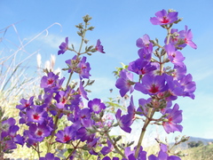 Pleroma heteromallum