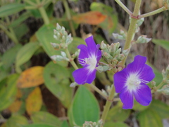 Pleroma heteromallum