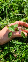 Mentha arvensis