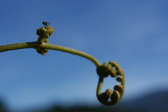 Pteridium