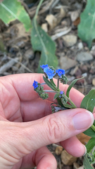 Cynoglossum amabile