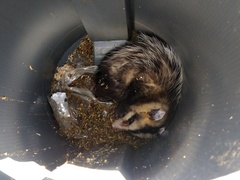 Didelphis albiventris