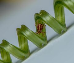 Balaustium