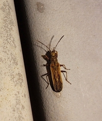 Paromius longulus