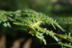 Pteridium