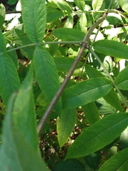 Fraxinus latifolia