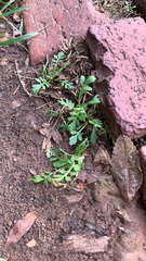 Lepidium didymum