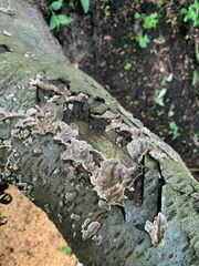 Stereum gausapatum