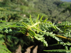 Pteridium