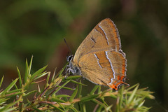 Thecla betulae