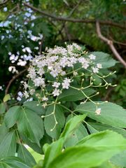 Sambucus