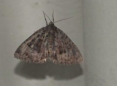 Mormo maura