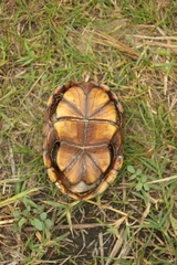 Kinosternon subrubrum