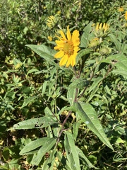 Helianthus grosseserratus
