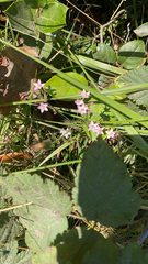 Centaurium pulchellum