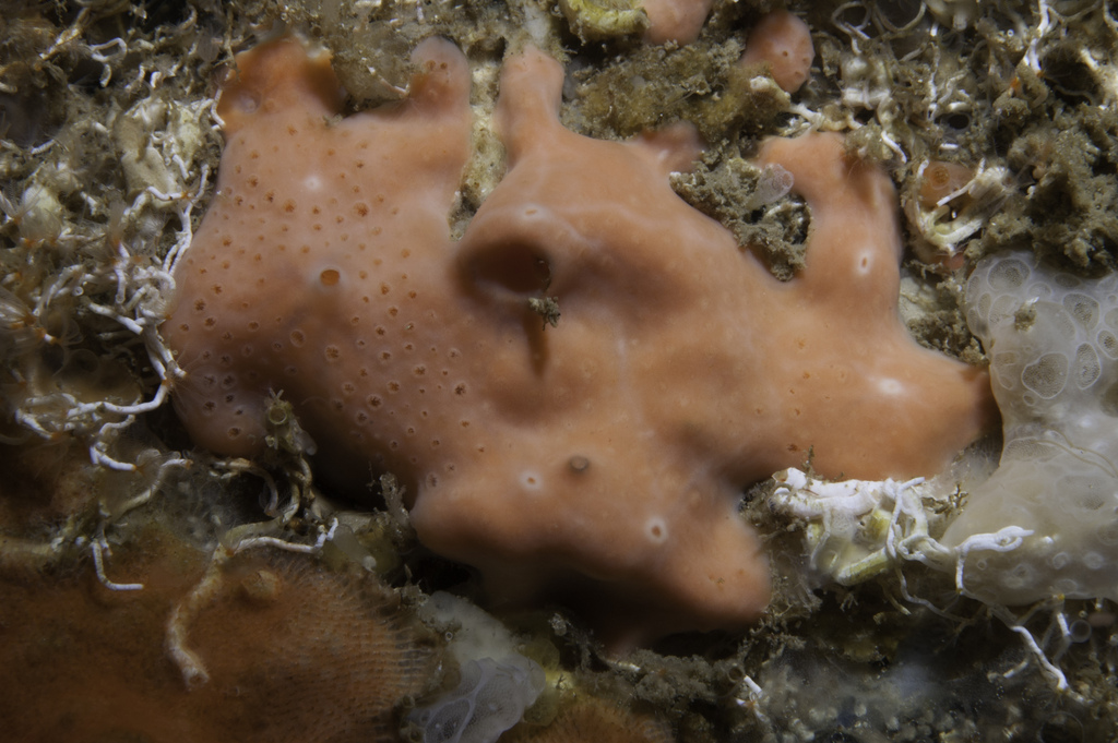 rosy horny sponge