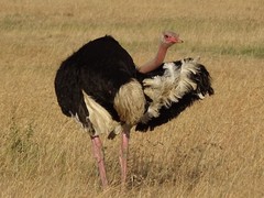 Struthio camelus massaicus