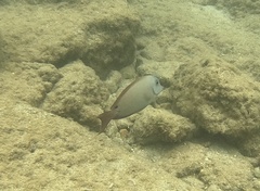Acanthurus nigrofuscus