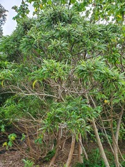 Acacia koaia