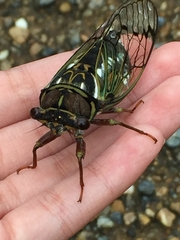 Auritibicen japonicus