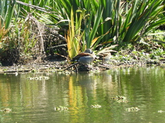 Callonetta leucophrys