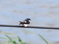 Tachycineta albilinea