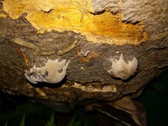 Phellinus