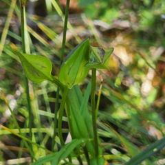 Gentianopsis