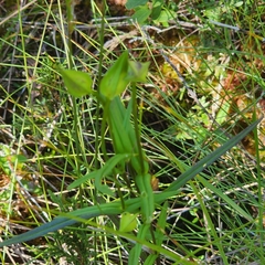 Gentianopsis