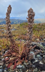 Pedicularis lanata