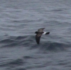 Fregetta grallaria