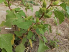 Xanthium orientale riparium