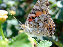 Vanessa cardui