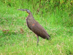 Tigrisoma mexicanum