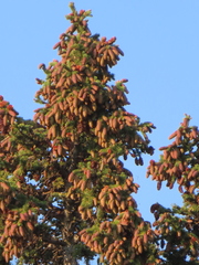 Picea engelmannii
