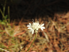 Pycnocomon rutifolium