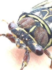 Auritibicen japonicus