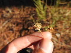 Pycnocomon rutifolium