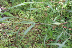 Ischaemum polystachyum