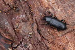 Menephilus cylindricus