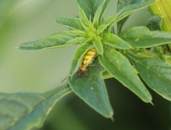 Diabrotica balteata