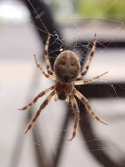 Larinioides patagiatus