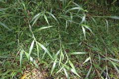 Ischaemum polystachyum