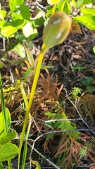 Lilium philadelphicum