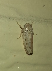 Curtara insularis