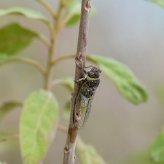 Diceroprocta obscurior