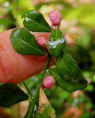 Citrus australasica